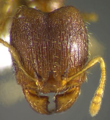 Media type: image;   Entomology 34336 Aspect: head frontal view